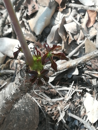 Jatropha podagrica