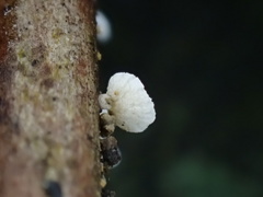 Favolaschia fujisanensis