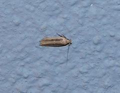 Platyedra subcinerea