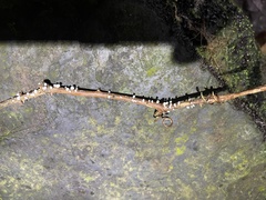 Favolaschia fujisanensis
