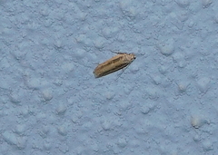 Platyedra subcinerea