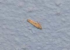 Platyedra subcinerea