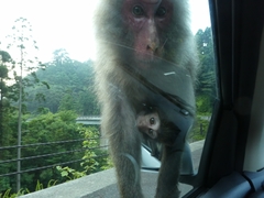 Macaca fuscata yakui