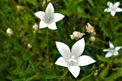 Wahlenbergia grandiflora