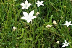 Wahlenbergia grandiflora