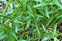 Wahlenbergia grandiflora