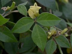 Macrotyloma axillare