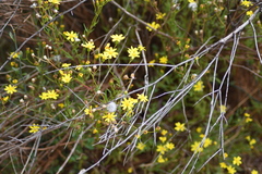 Senecio gregorii
