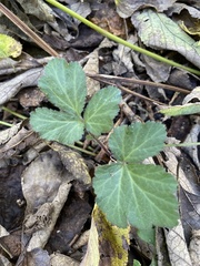 Geum laciniatum