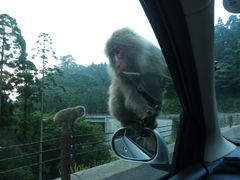 Macaca fuscata yakui