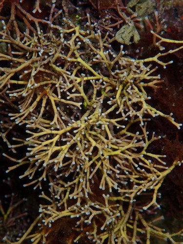Jania pedunculata