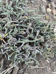 Ephedra frustillata