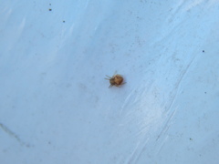 Araneus triguttatus