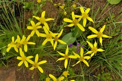Senecio glaberrimus
