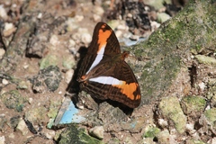 Adelpha capucinus