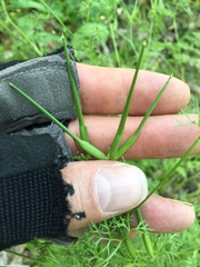 Scandix pecten-veneris