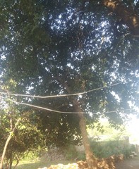 Ficus religiosa