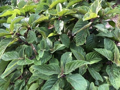 Plectranthus fruticosus