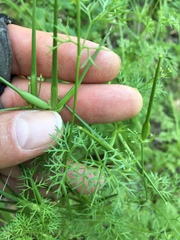 Scandix pecten-veneris