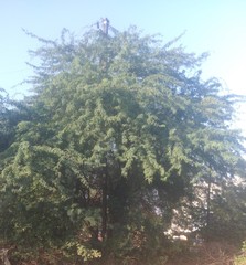 Vachellia nilotica