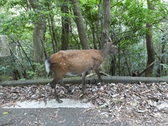 Cervus nippon yakushimae