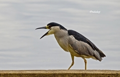 Nycticorax nycticorax