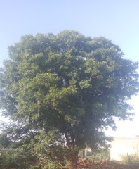 Azadirachta indica