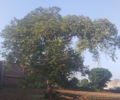 Syzygium cumini