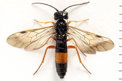 Allantus calceatus