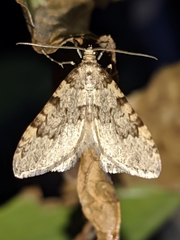 Nebula ibericata