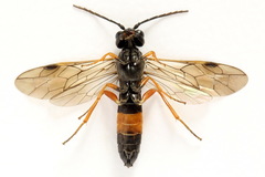 Allantus calceatus