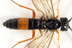 Allantus calceatus