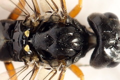 Allantus calceatus