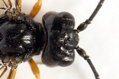 Allantus calceatus