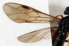 Allantus calceatus