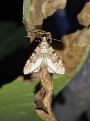 Nebula ibericata