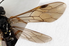 Allantus calceatus