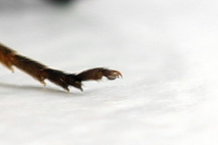 Allantus calceatus