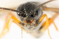 Allantus calceatus
