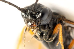 Allantus calceatus
