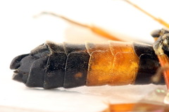 Allantus calceatus