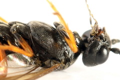 Allantus calceatus