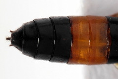 Allantus calceatus