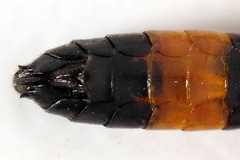 Allantus calceatus