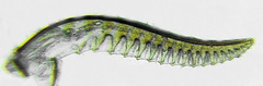 Allantus calceatus