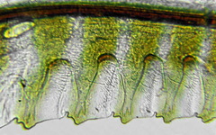 Allantus calceatus