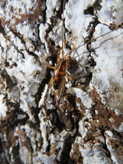 Talitropsis