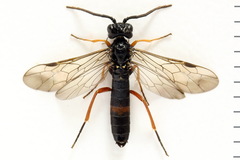 Allantus calceatus