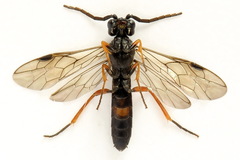 Allantus calceatus