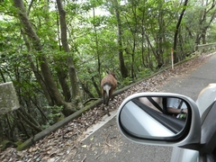 Cervus nippon yakushimae
